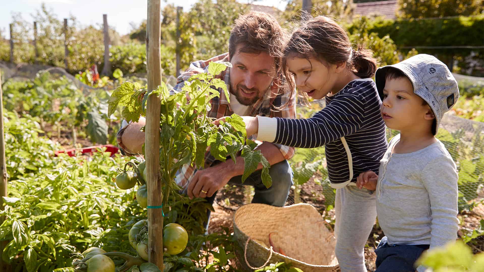 I bambini e il padre si meravigliano dei pomodori del proprio orto