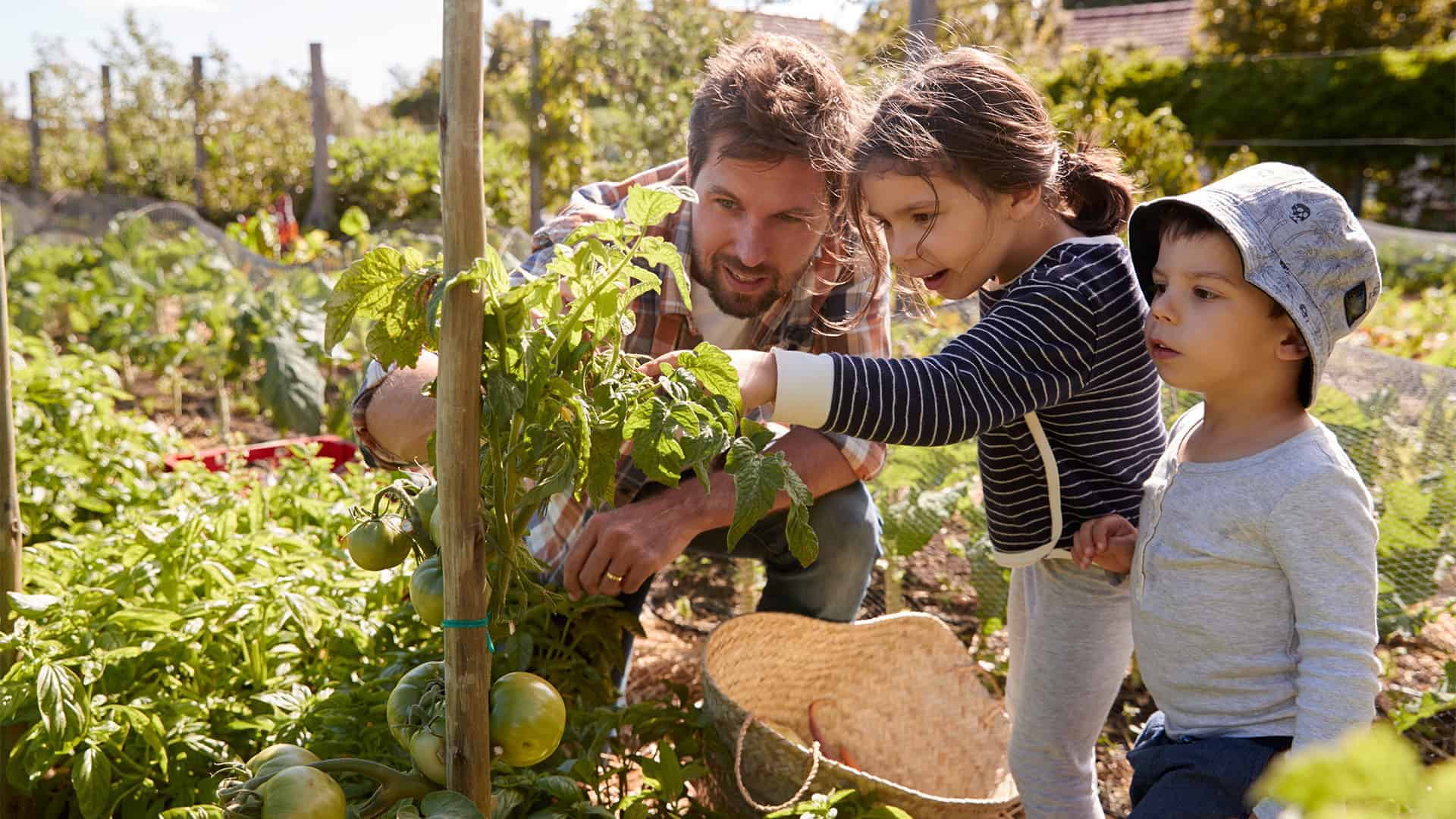 Kinder und Vater bestaunen Tomaten im eigenen Garten